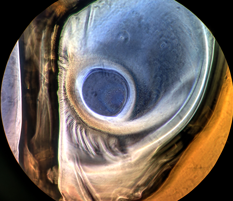 Art Through the Eyepiece