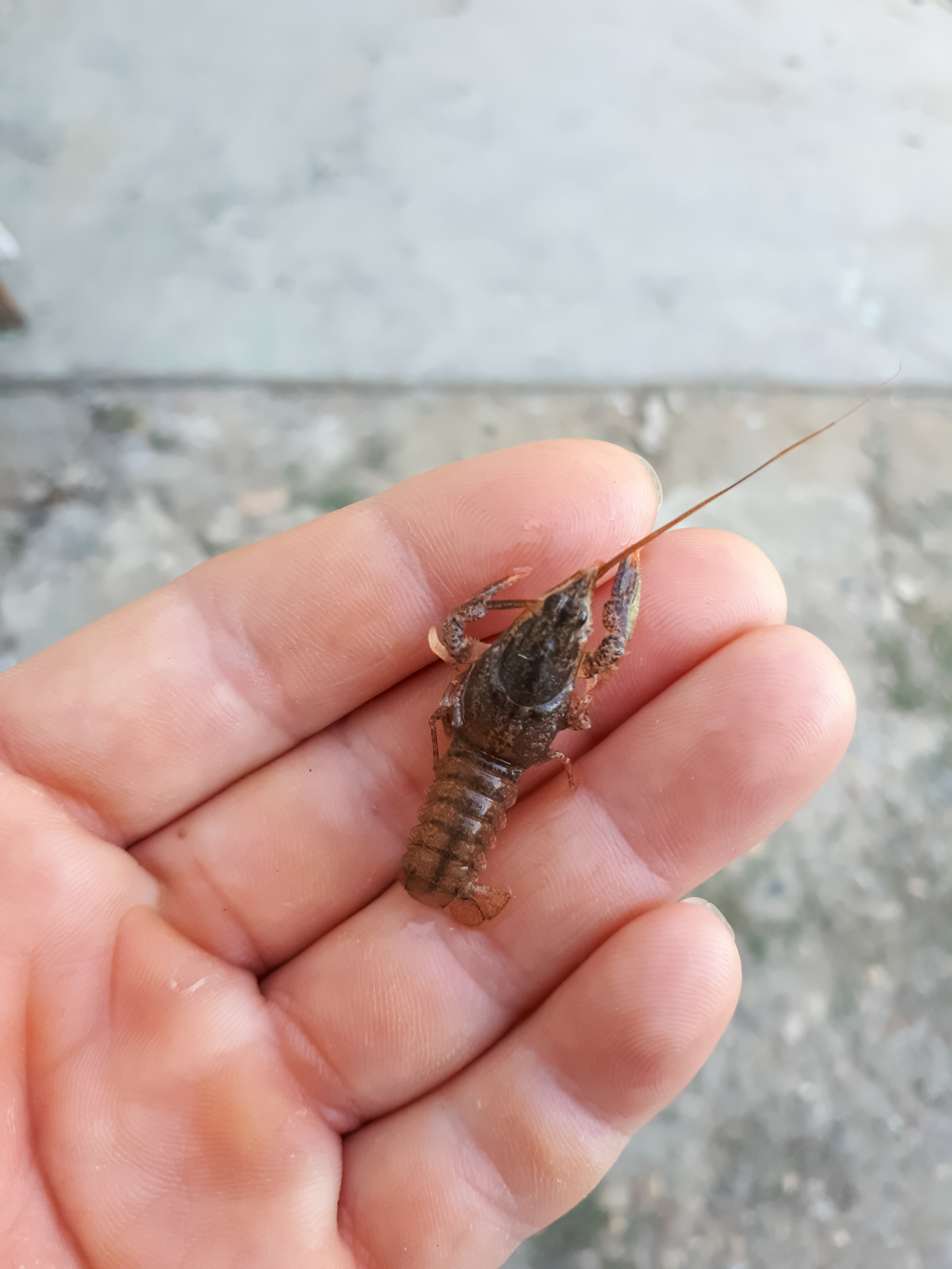 A little cancer in a womans hand. larvae of river cancer.