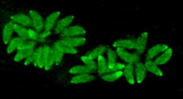 March 31, 2023: What Are The Different Types of Art Science Collaboration?