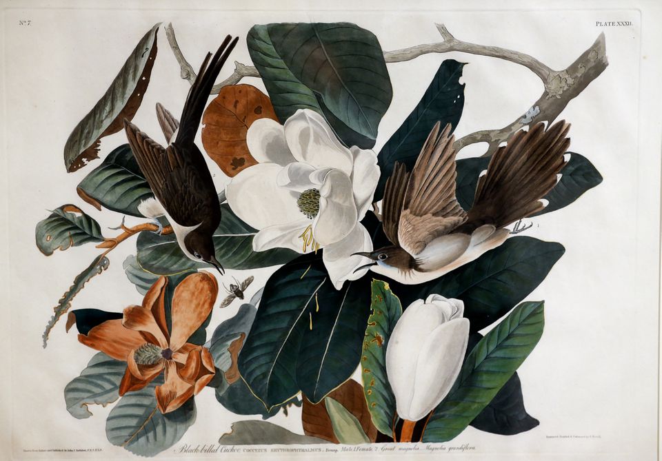 Alive with Birds: William Brewster in Concord