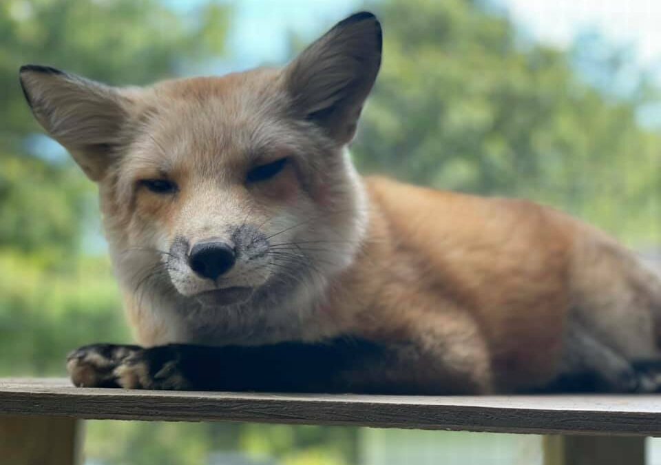 A Passion for Wildlife: Is It Art or Science?