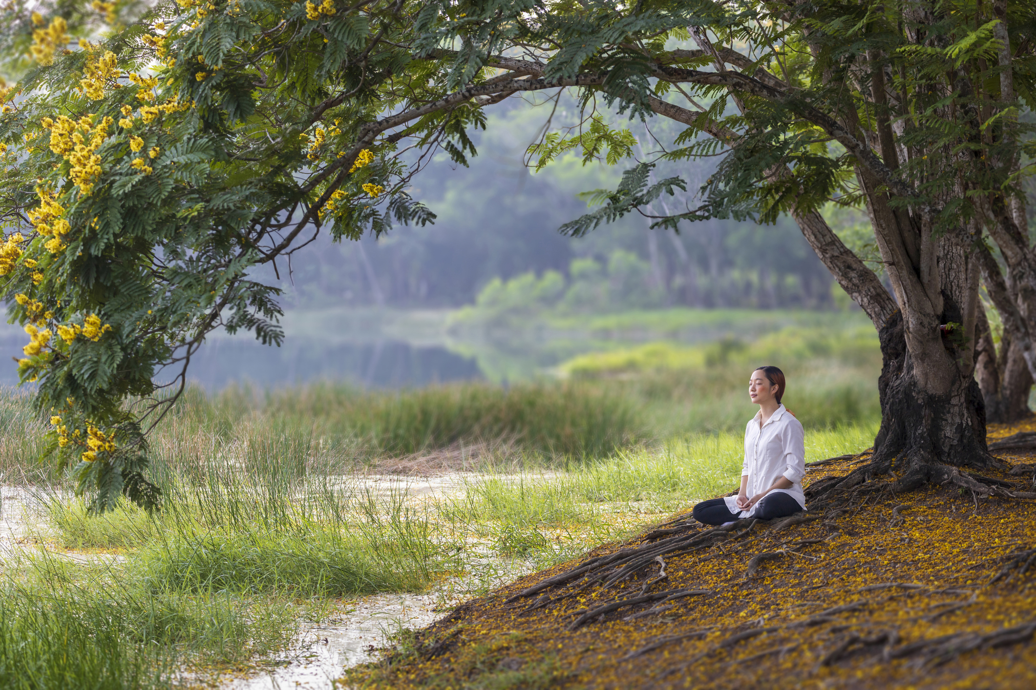 Woman relaxingly practicing meditation in the public park to attain happiness from inner peace wisdom under yellow flower blossom tree in summer