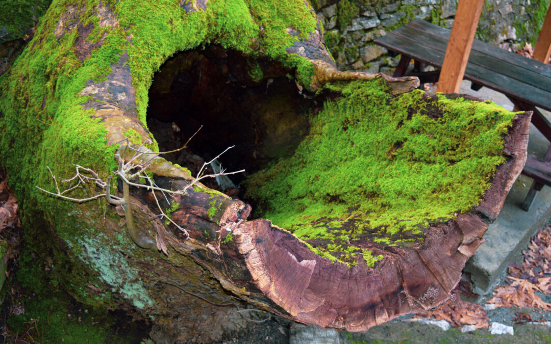 June 1, 2024: Beauty in Unlikely Places