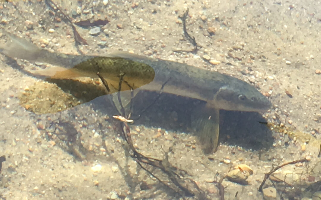 September 21, 2024: Something’s Fishy