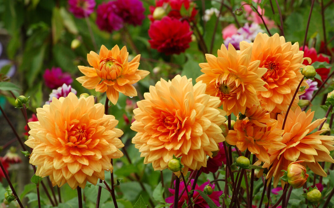 The Art and Science of Dahlias: A Workshop
